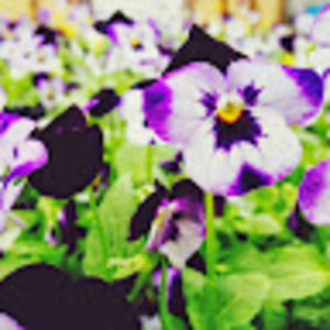 Meet your Posher, Tanner